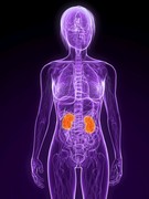 Life with Chronic Kidney Disease Image